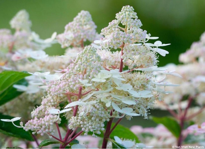 Hydrangea paniculata "Early Harry"